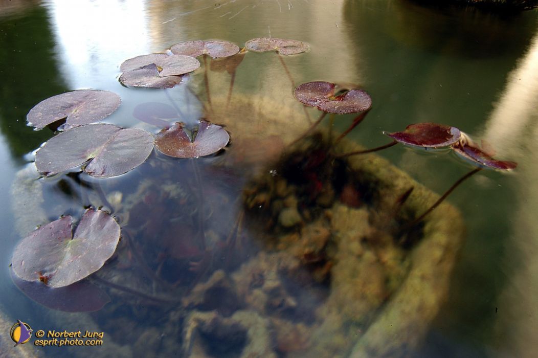 Nom de l'image : D1035135-01_(c)Norbert-JUNG — Description :